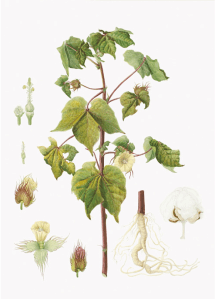 plant in making cotton